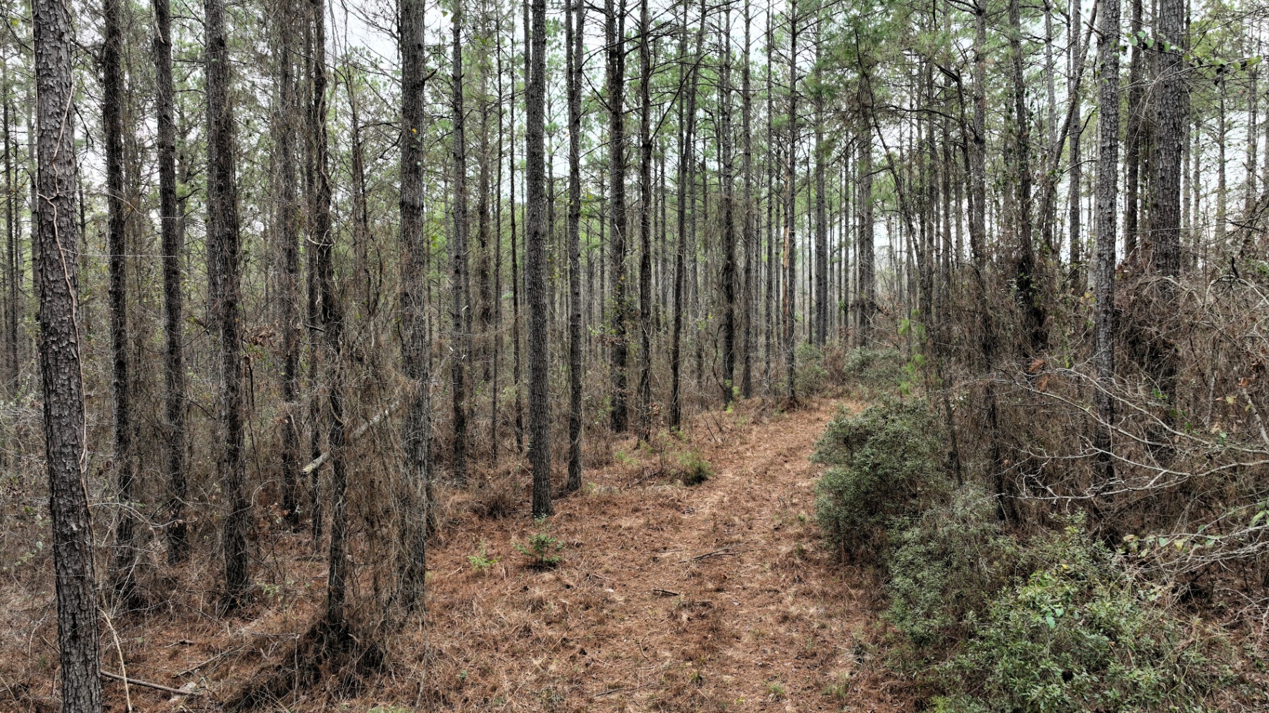 Boundary lines — overgrown woods road and property line needing daylighting in Pickens County, Alabama