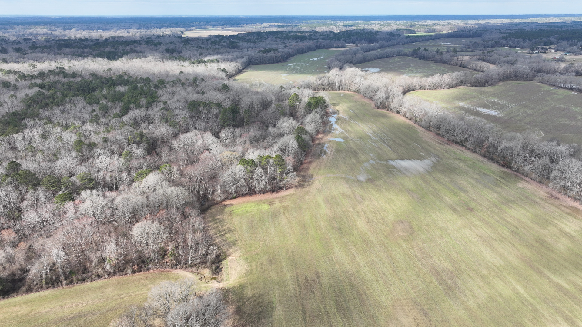 Aerial view of mixed hardwood and pine forest in North Mississippi