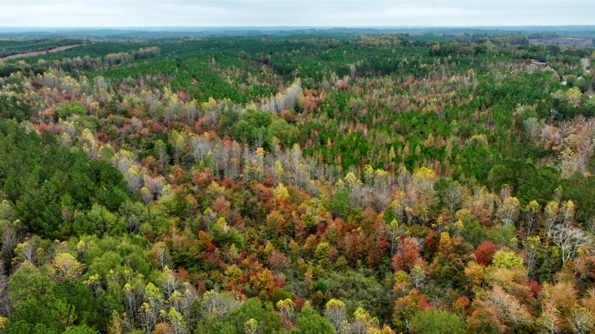 Mixed pine and hardwood forest in North Mississippi