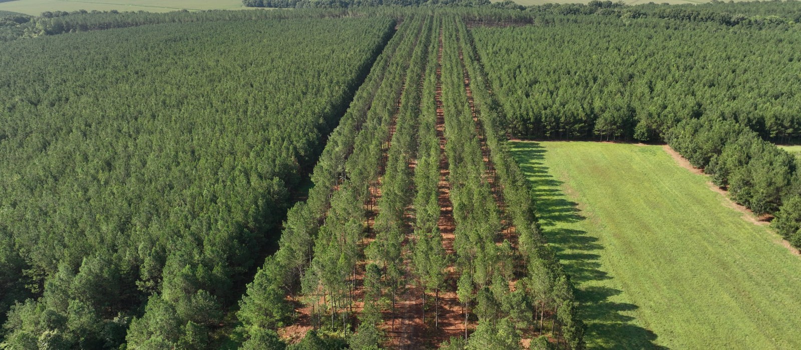 Aerial view of a managed loblolly pine plantation with thinned rows and adjoining pine stands