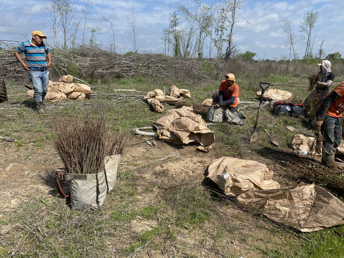 Planting crew preparing bare-root seedlings for reforestation in Noxubee County, Mississippi.