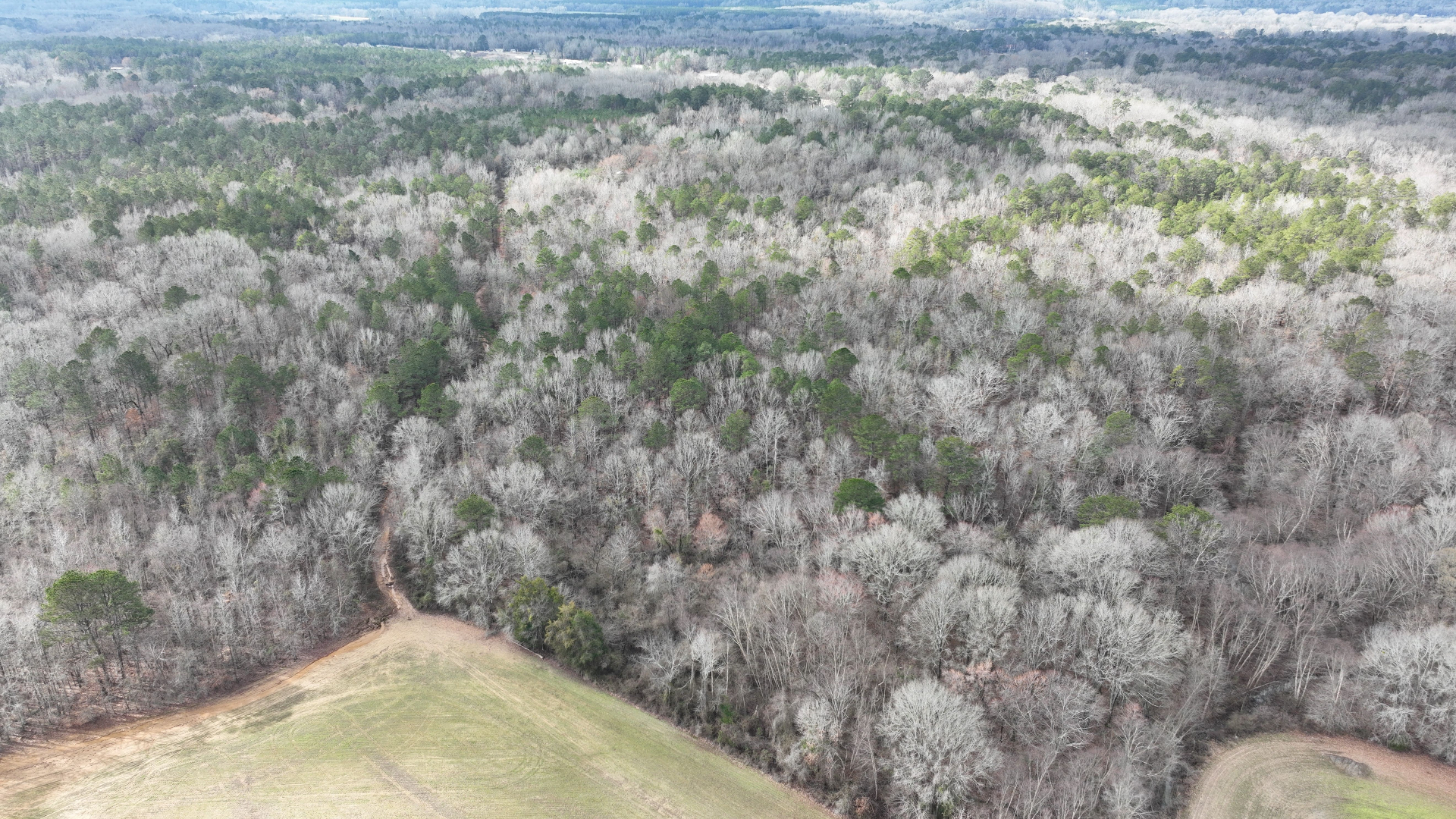 Overgrown woods road in need of daylighting in North Mississippi