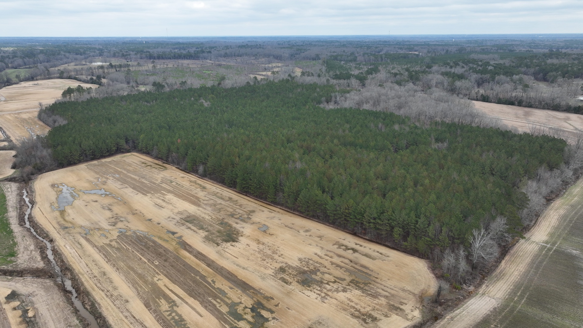 Loblolly pine stand showing pine decline symptoms in North Mississippi