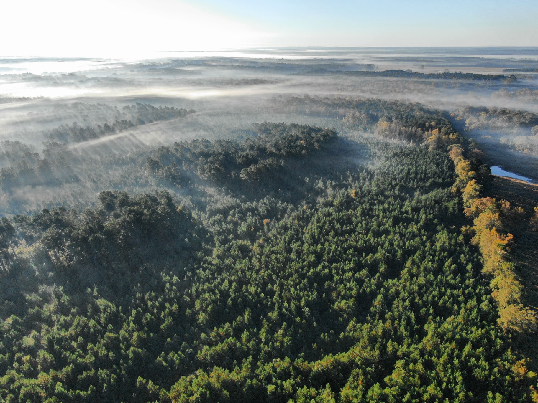 Aerial view of a mature loblolly pine plantation in Jasper County, Mississippi, with morning fog across the forest