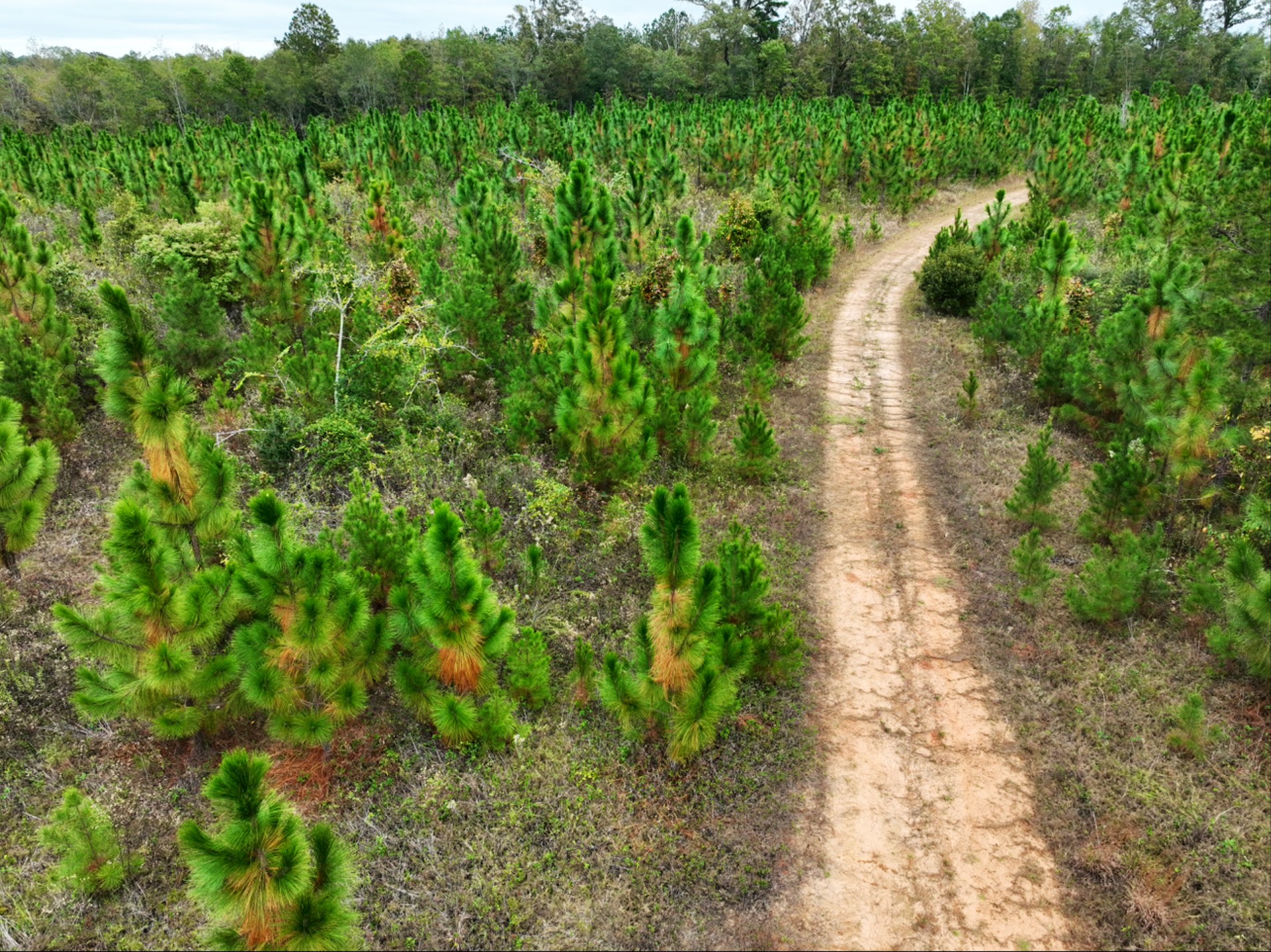 Young longleaf pine plantation in Clarke County, Mississippi with a sandy two-track road winding through the stand