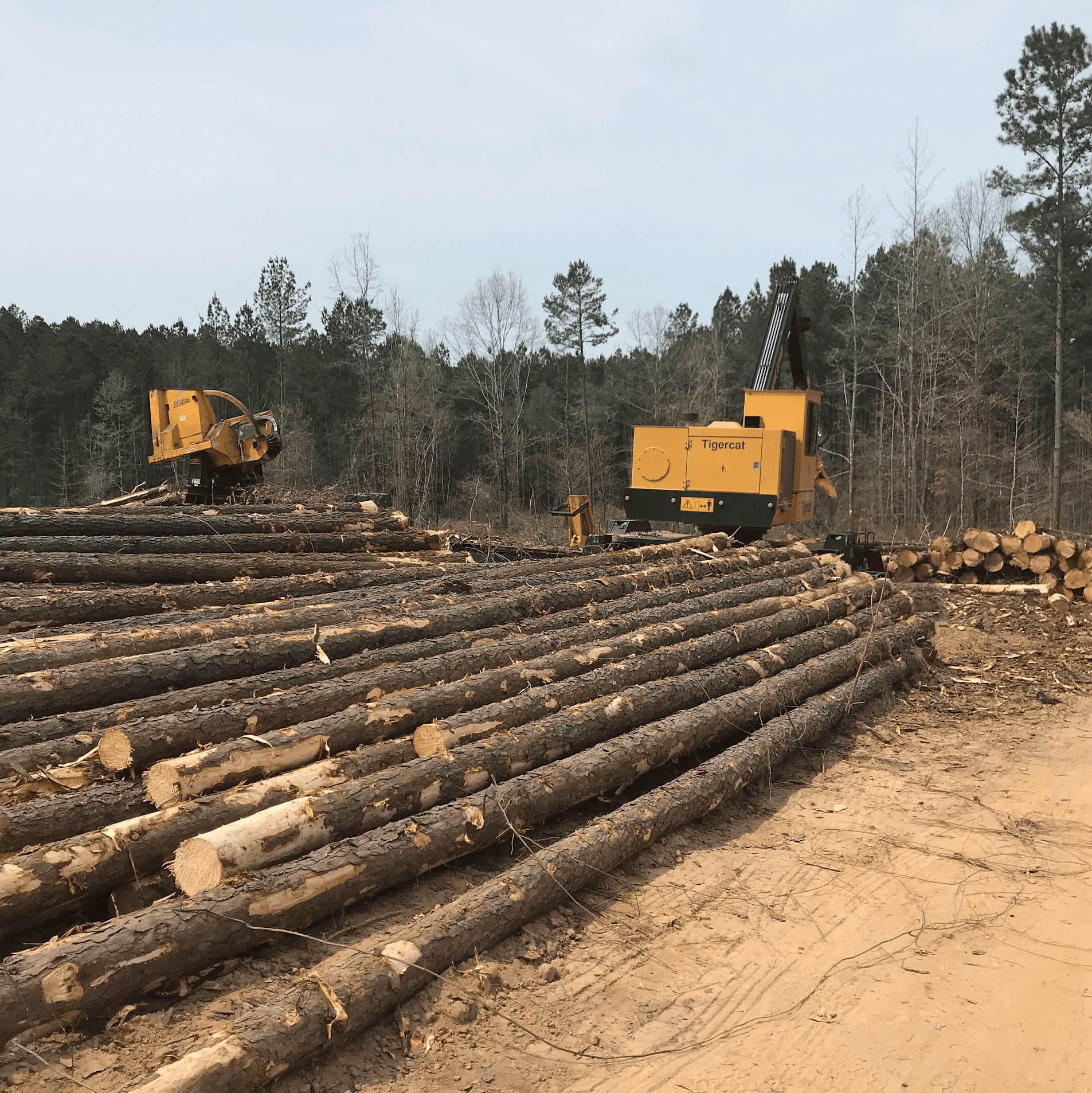 Lauderdale County, Mississippi timber sale — pine logs decked at the landing with Tigercat loader