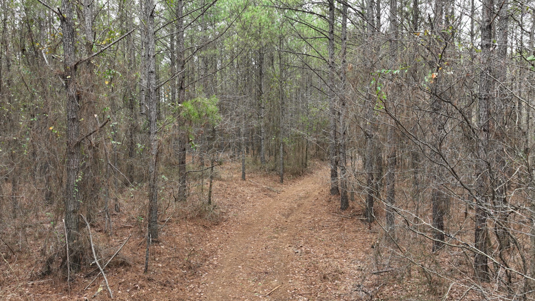 Overstocked pine plantation in Mississippi that needs a first thinning