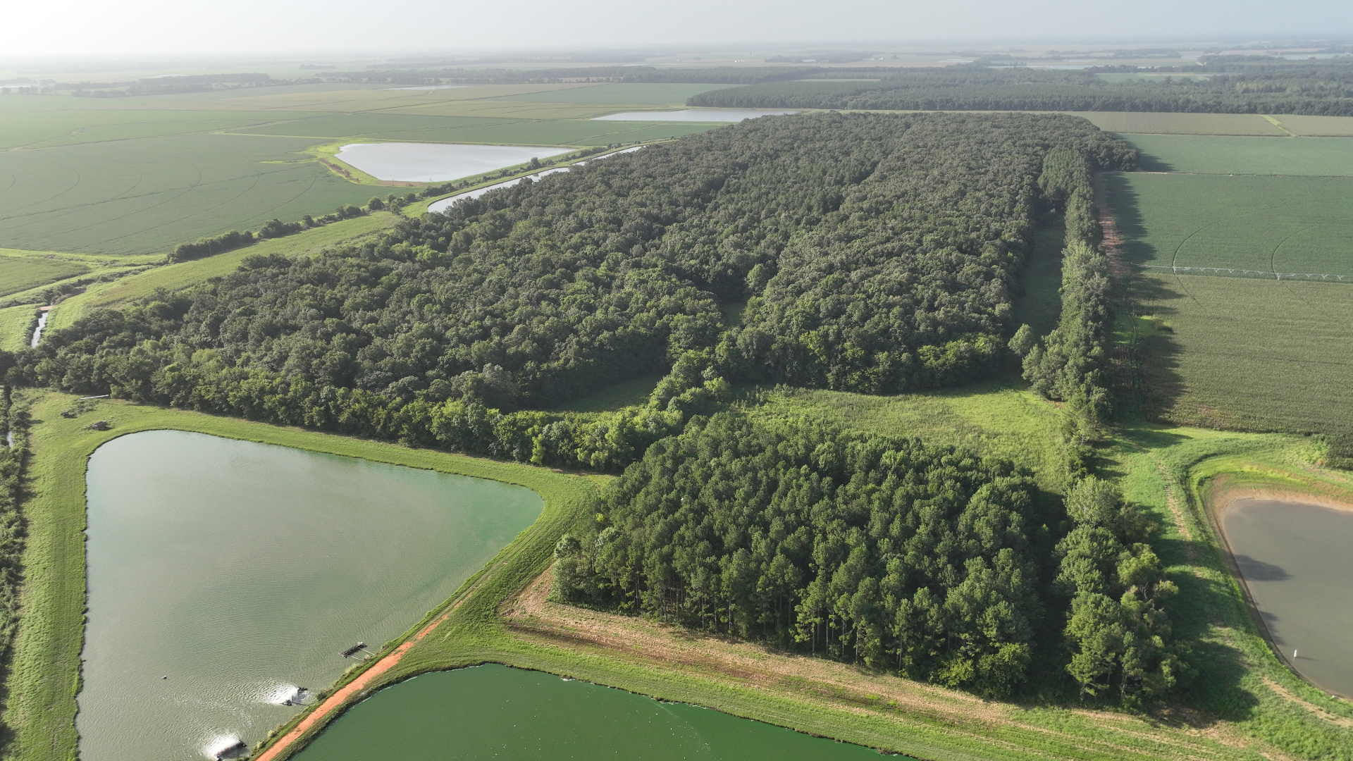 Noxubee County, Mississippi timber sale prep — aerial view of hardwood and pine timberland bordered by Delta farmland and catfish ponds