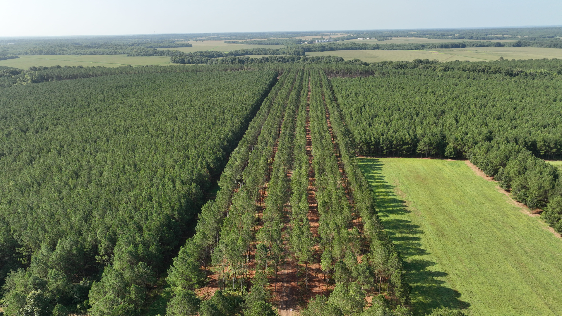 Aerial view of a row-thinned loblolly pine plantation in Pickens County, Alabama