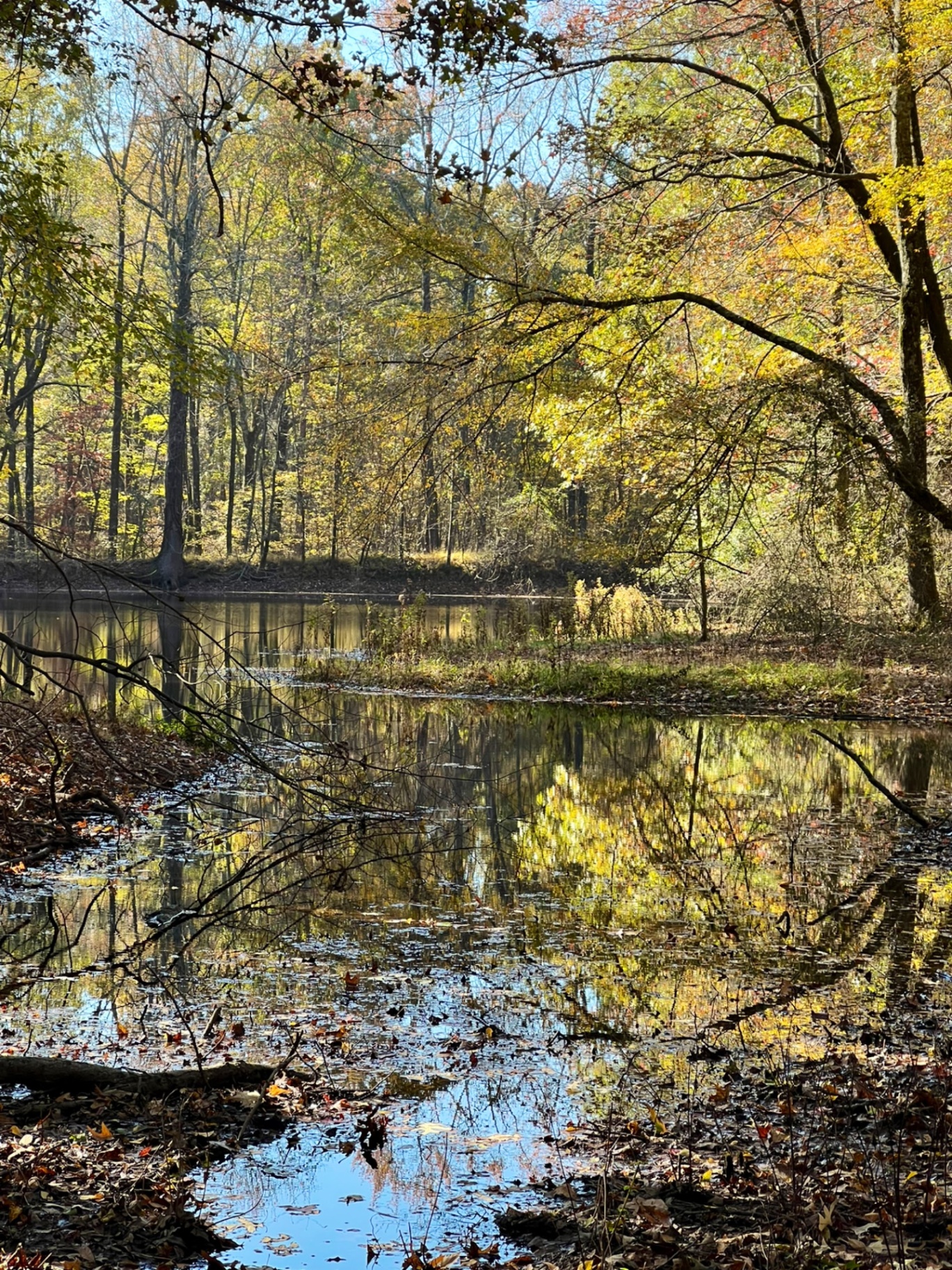 Pond in north Mississippi timberland in autumn