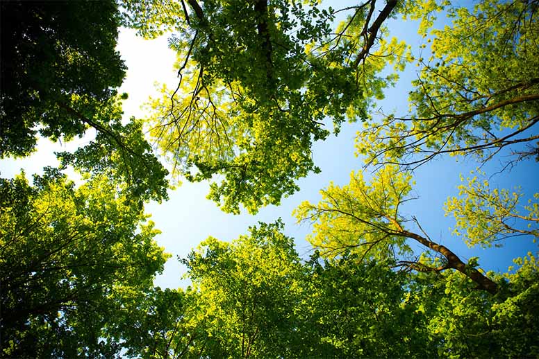 Looking up into the canopy