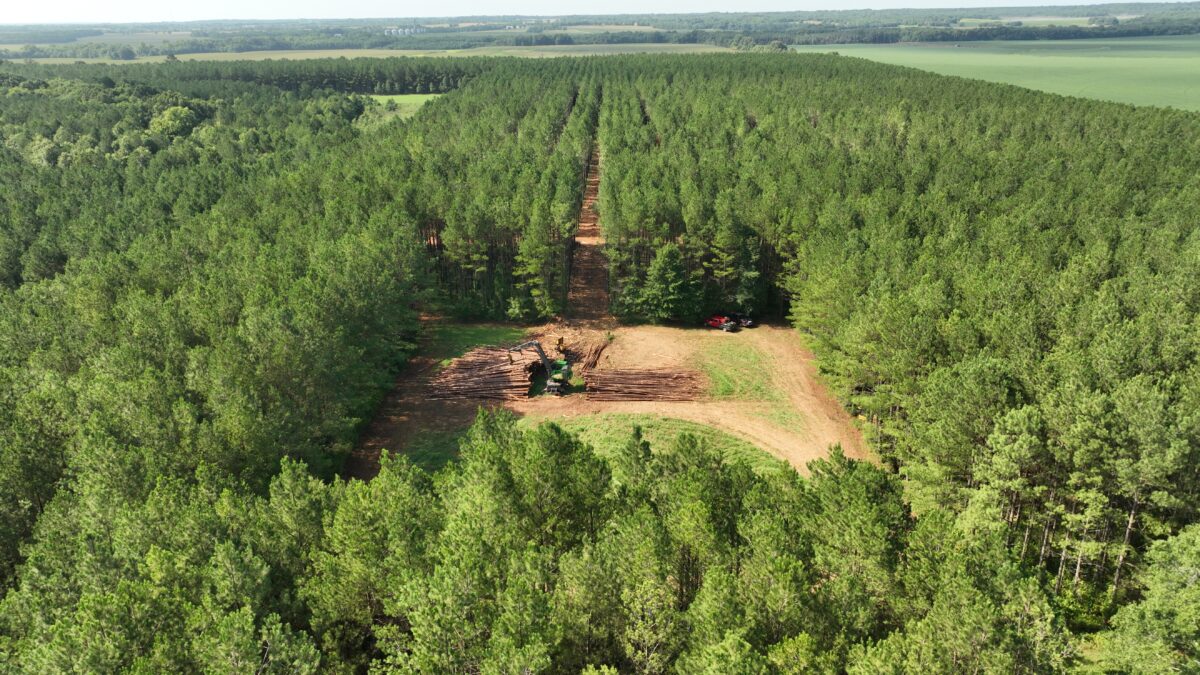 Aerial view of managed Mississippi pine timberland