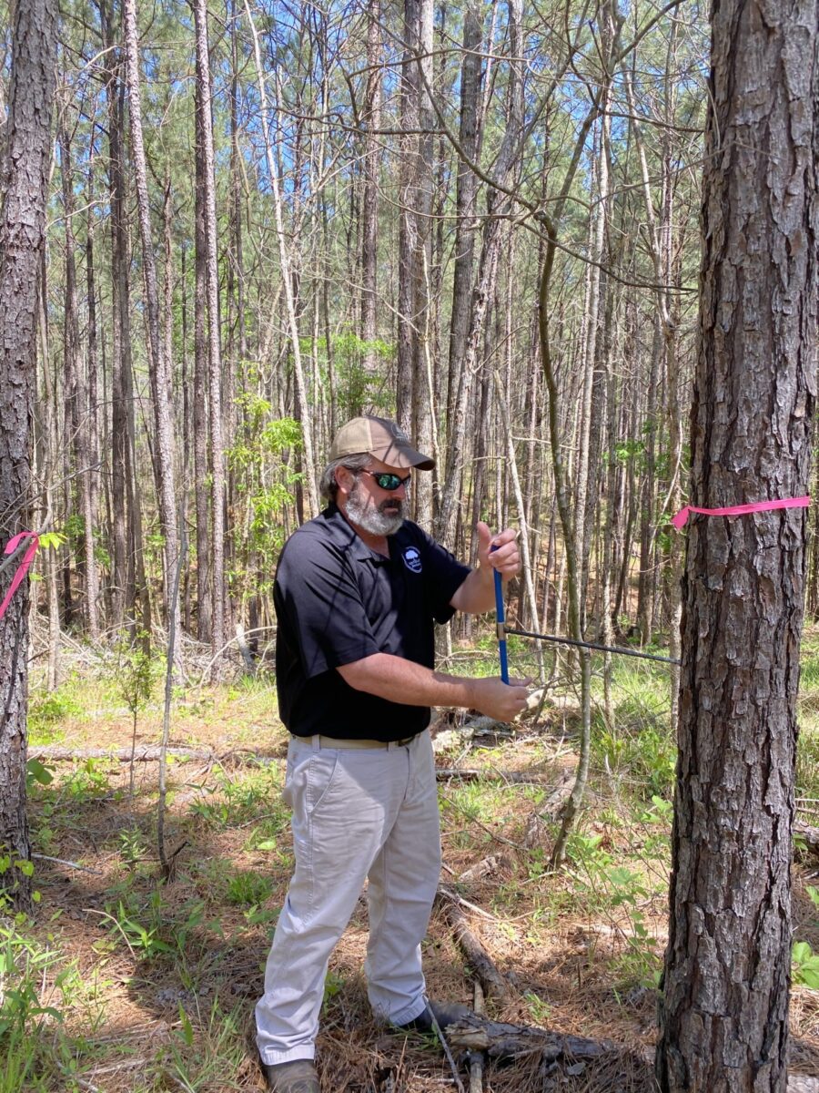 Forestry Services being carried out