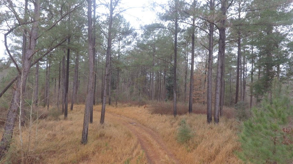 timber buyer chickasaw county ms