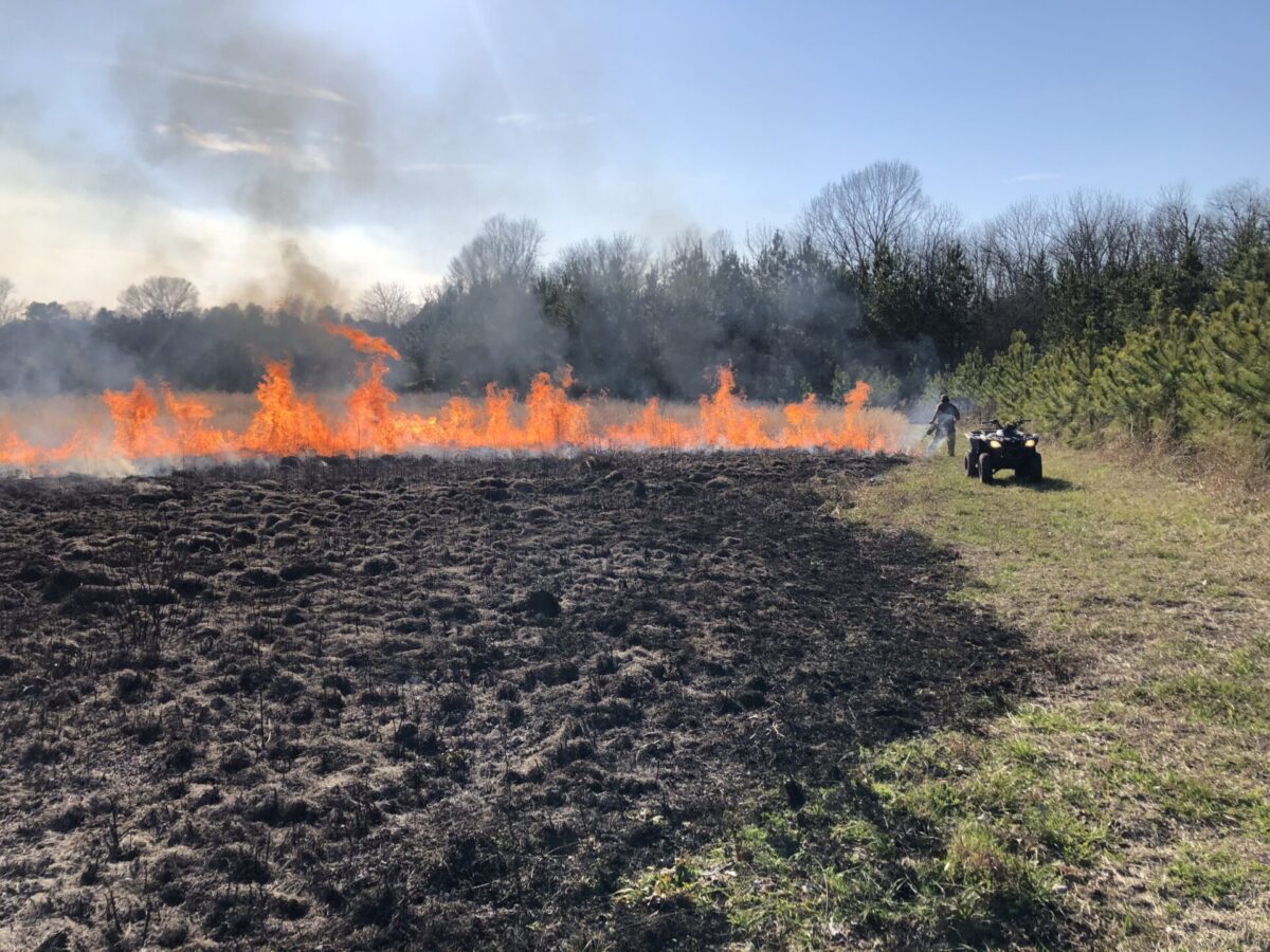 Mississippi Control Burning In Mississippi Southeast Forestlands   IMG 1742 Scaled 1 