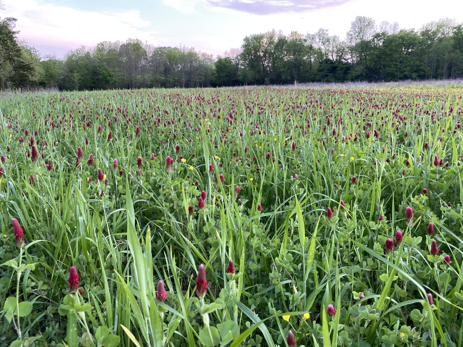 native-grass-restoration-efforts-in-mississippi-southeast-forestlands