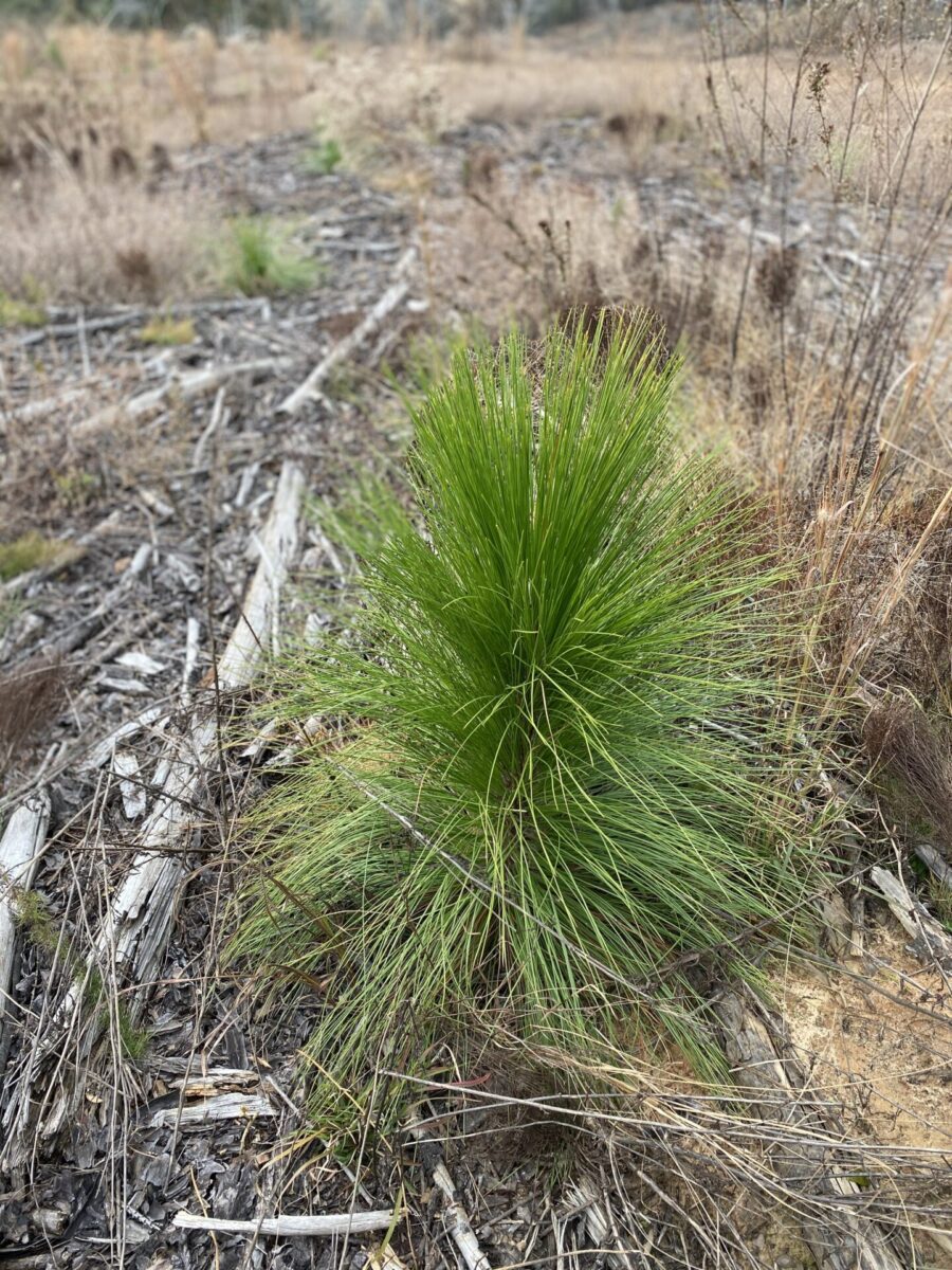 Small baby pine tree