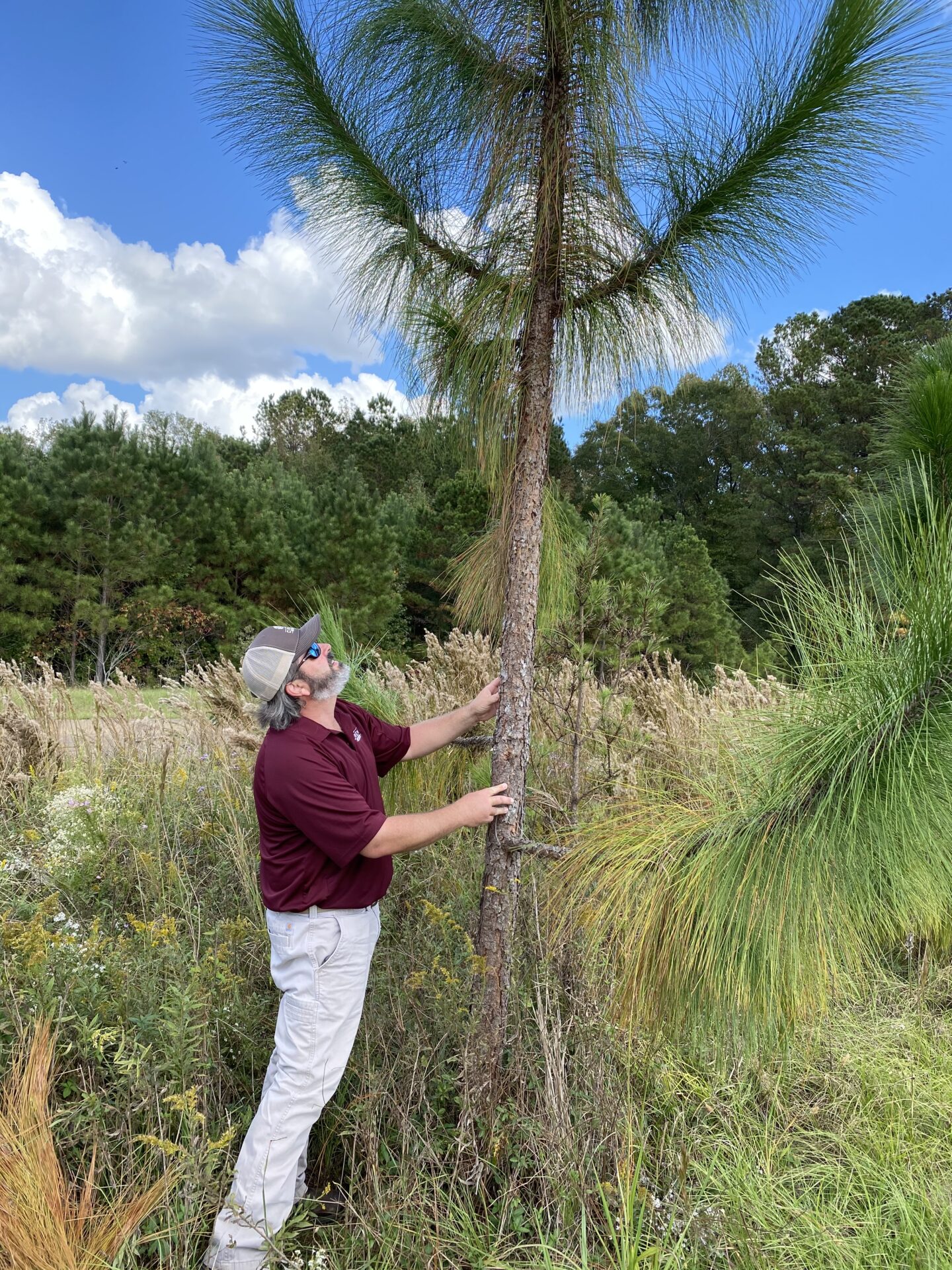 Longleaf Pine Straw Production In Mississippi? - Southeast Forestlands