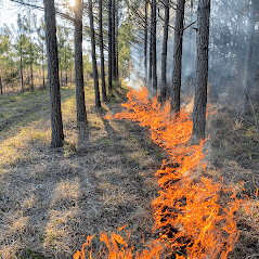 forestry company for prescribed burning ms
