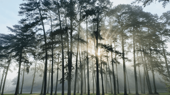 Forest in the sunlight