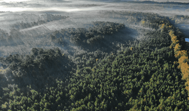 Sunrise over mature pine timberland in Jasper County Mississippi with morning fog settling across the forest.