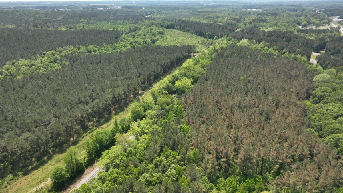 Current Timber Prices in Mississippi Southeast Forestlands Timber