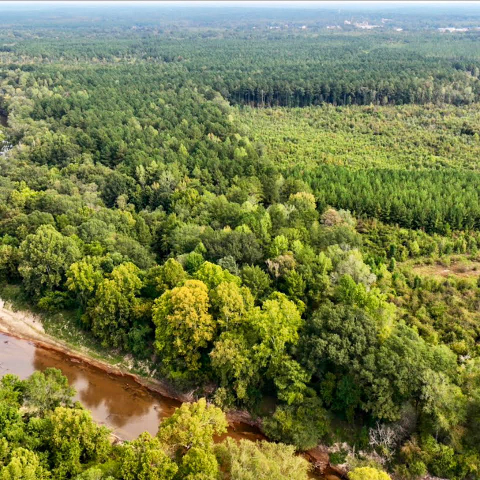 clay county forestry management company