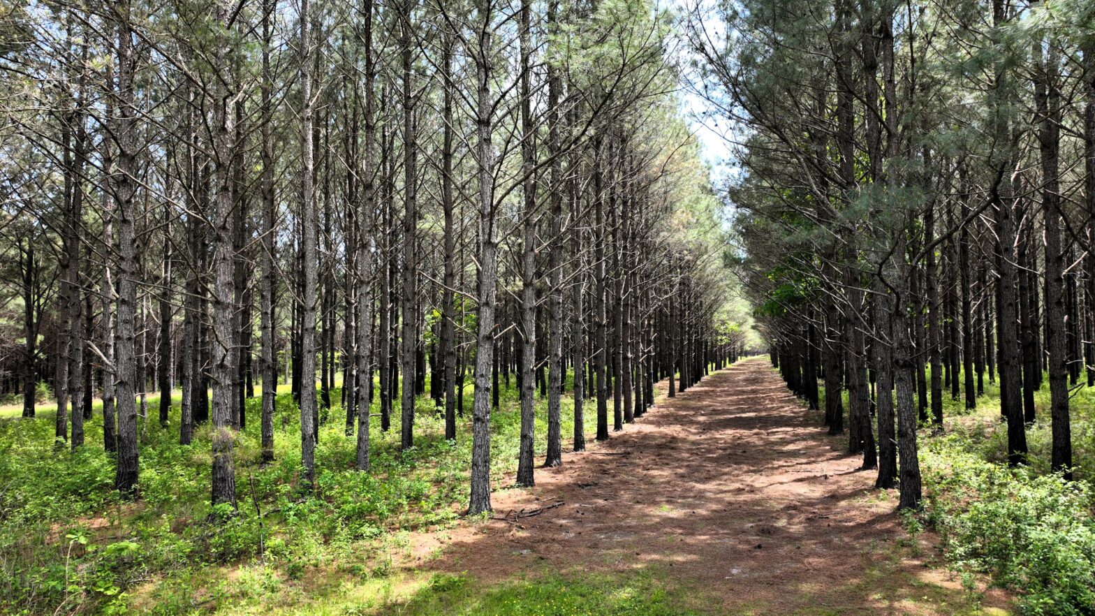 Thinned loblolly pine stand showing improved spacing, sunlight penetration, and healthy tree growth after first thinning in Mississippi