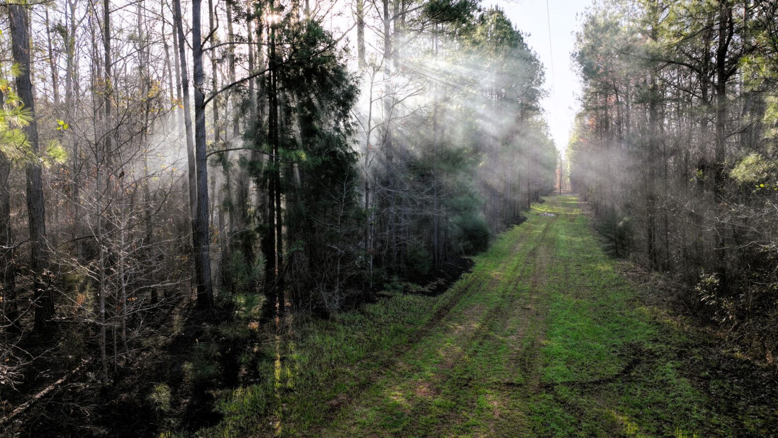 top rated forester and timber sales consultant greene county ms