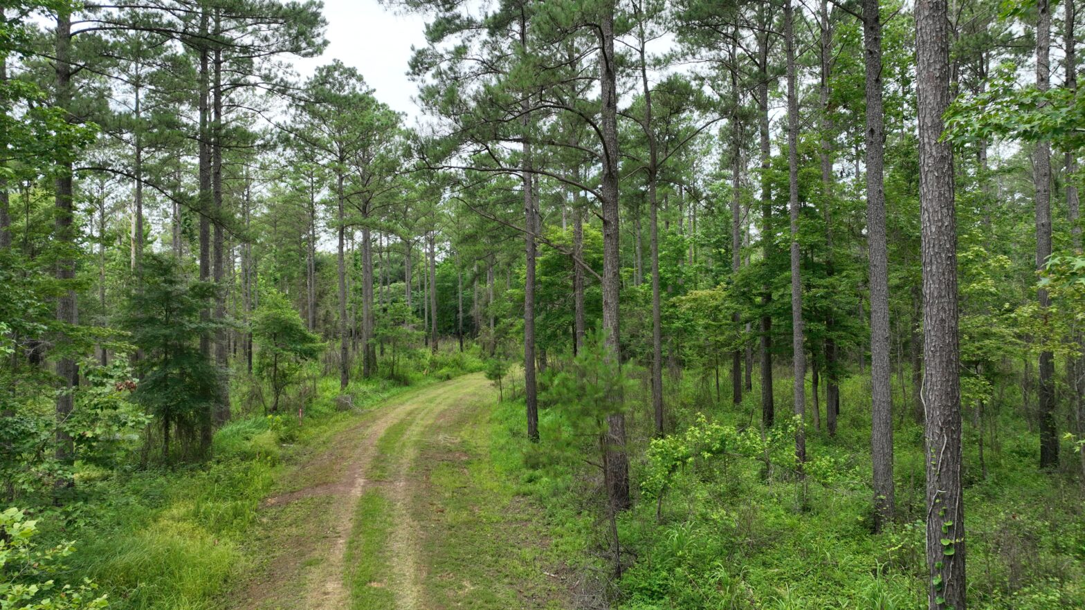 Mature pine overstory with sweetgum cedar and oak understory in Talladega County Alabama evaluated by registered foresters with Southeast Forestlands LLC and #TheTimberlandMan for timber sales and management planning