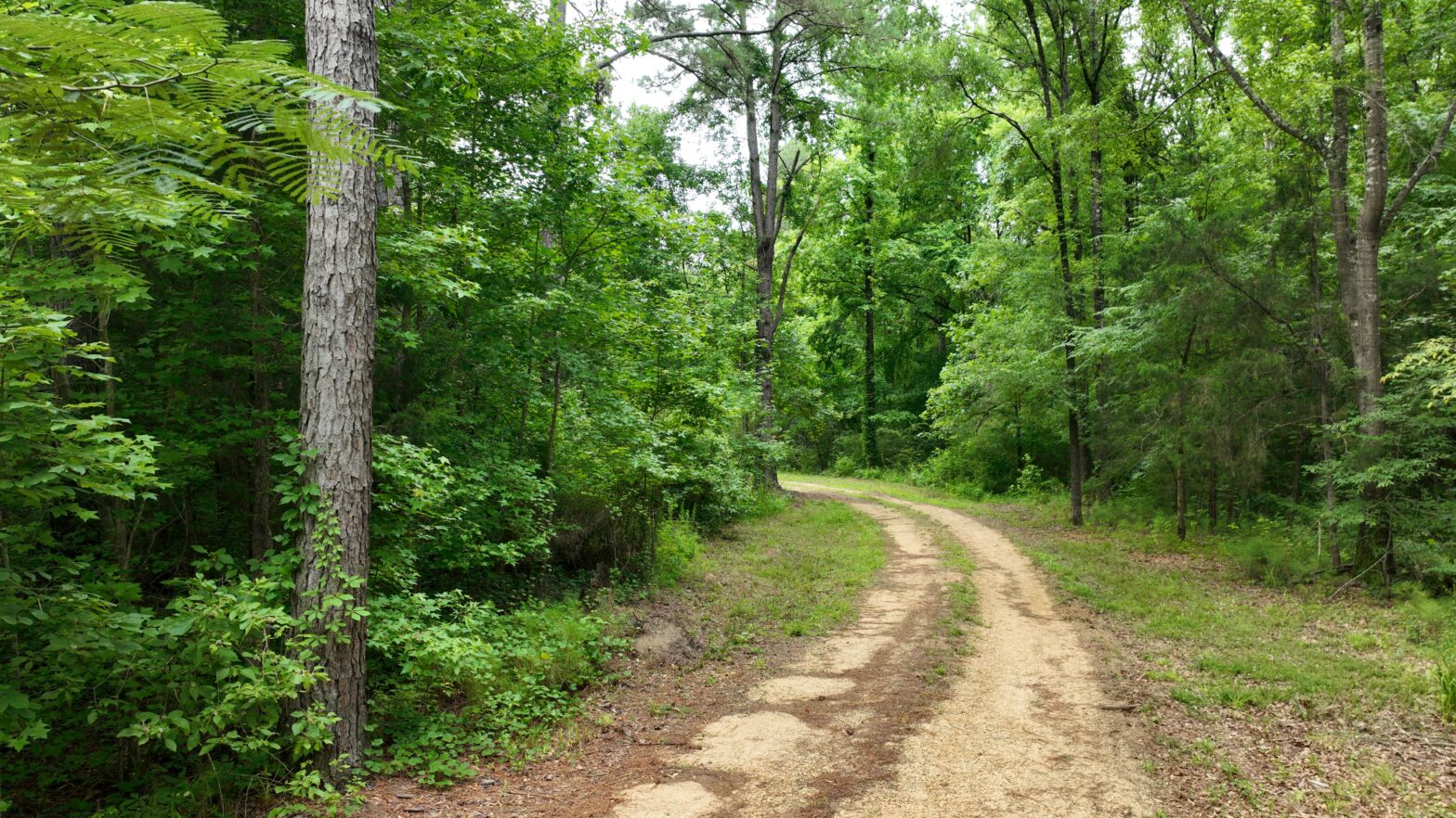 Timber sales and professional forestry consulting services in Sumter County Alabama provided by Southeast Forestlands LLC and #TheTimberlandMan helping landowners get the most value from their timber