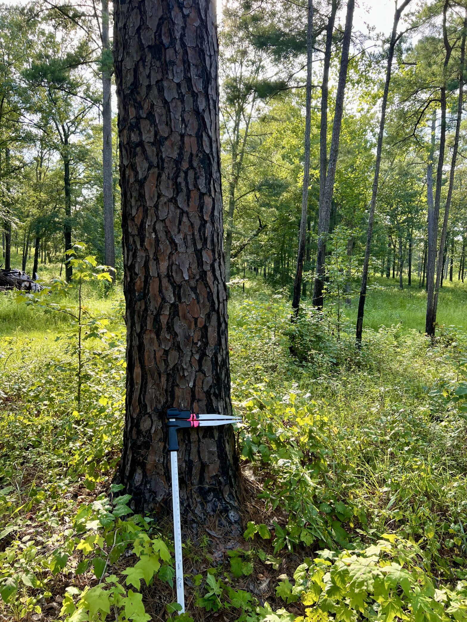 Mature slash pine in Talladega County near Childersburg Alabama following a recent understory burn to improve wildlife habitat, with forestry calipers resting against the trunk during a Southeast Forestlands forestry services inspection and timber management evaluation.