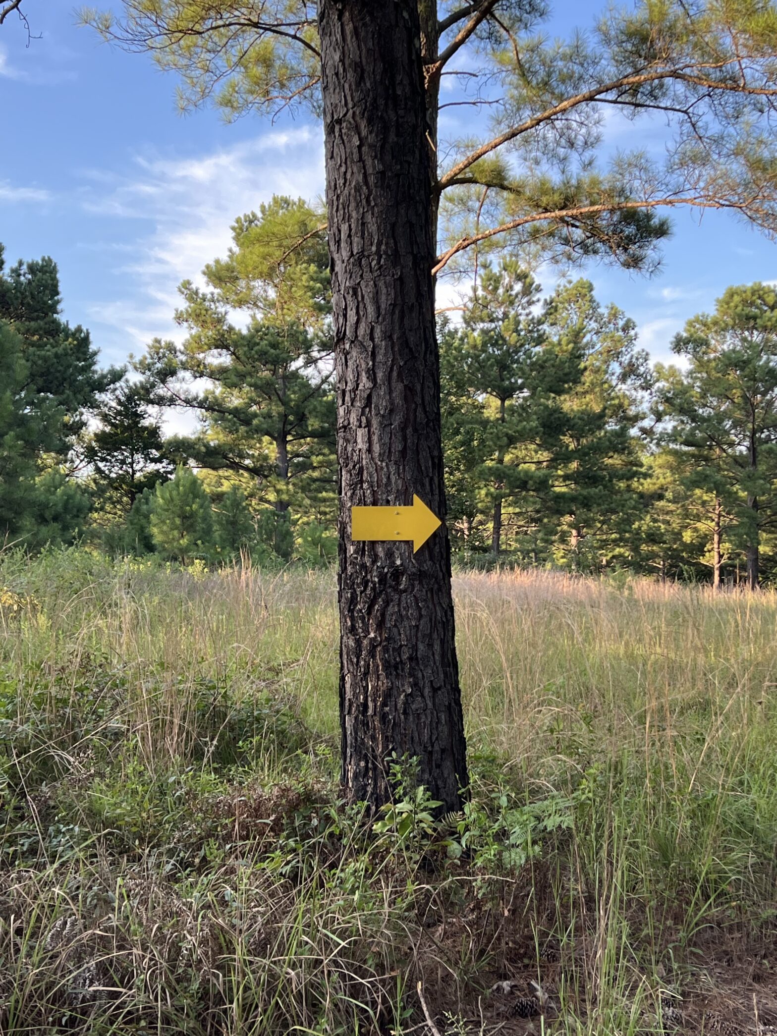 Heavily thinned loblolly pine stand near Childersburg in Talladega County Alabama, managed by Southeast Forestlands to improve wildlife habitat, aesthetics, and long-term timber quality through professional forestry planning and responsible thinning practices.
