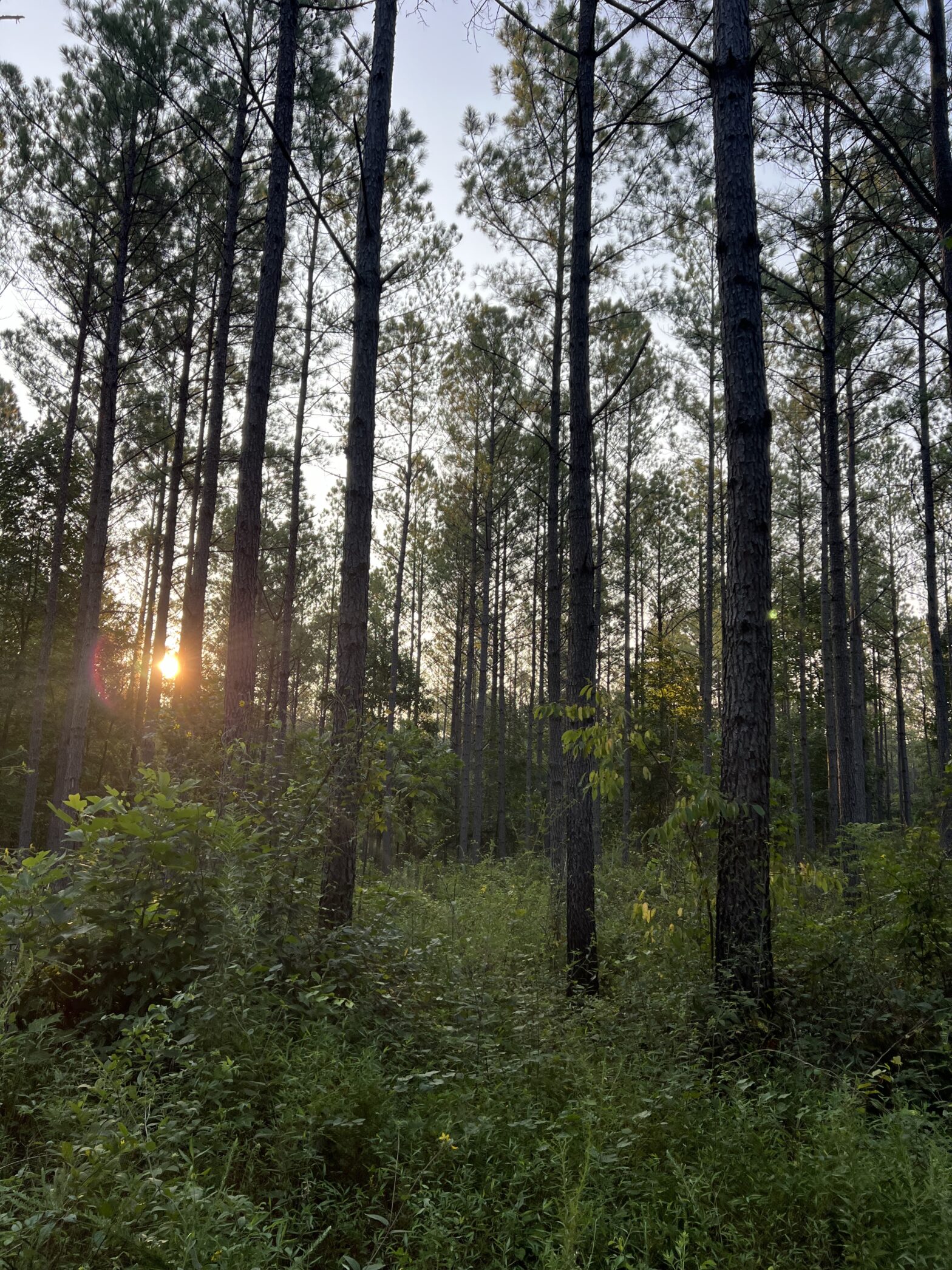 forestry consultants scott county ms