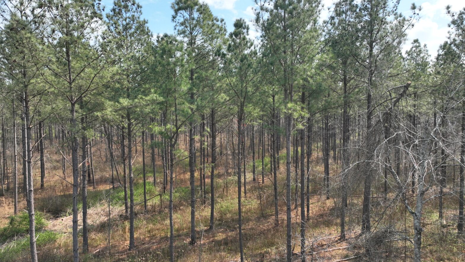 forestry consultant holmes county ms