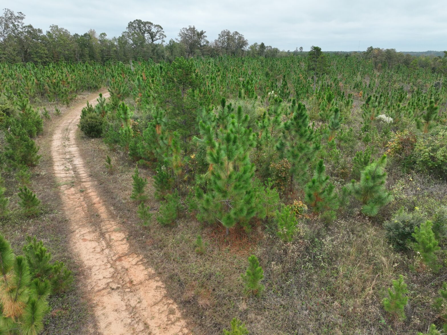 Young longleaf pine stand in Clarke County Mississippi evaluated ahead of a prescribed burn for vegetation control and longleaf stand development.