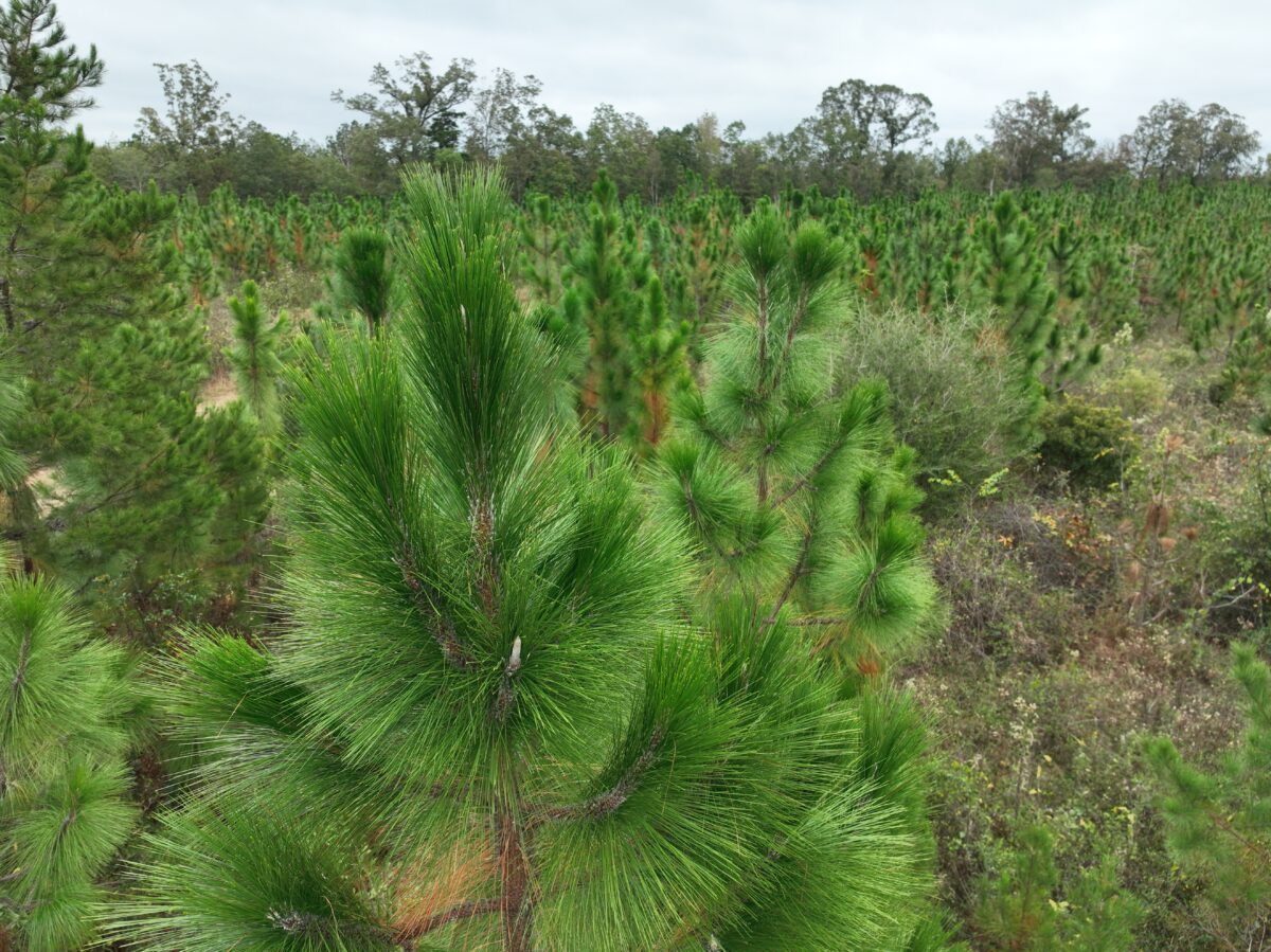 Longleaf pine stand in Wayne County Mississippi managed by professional forestry consultant Southeast Forestlands LLC showing healthy timber growth and strong long term land management potential