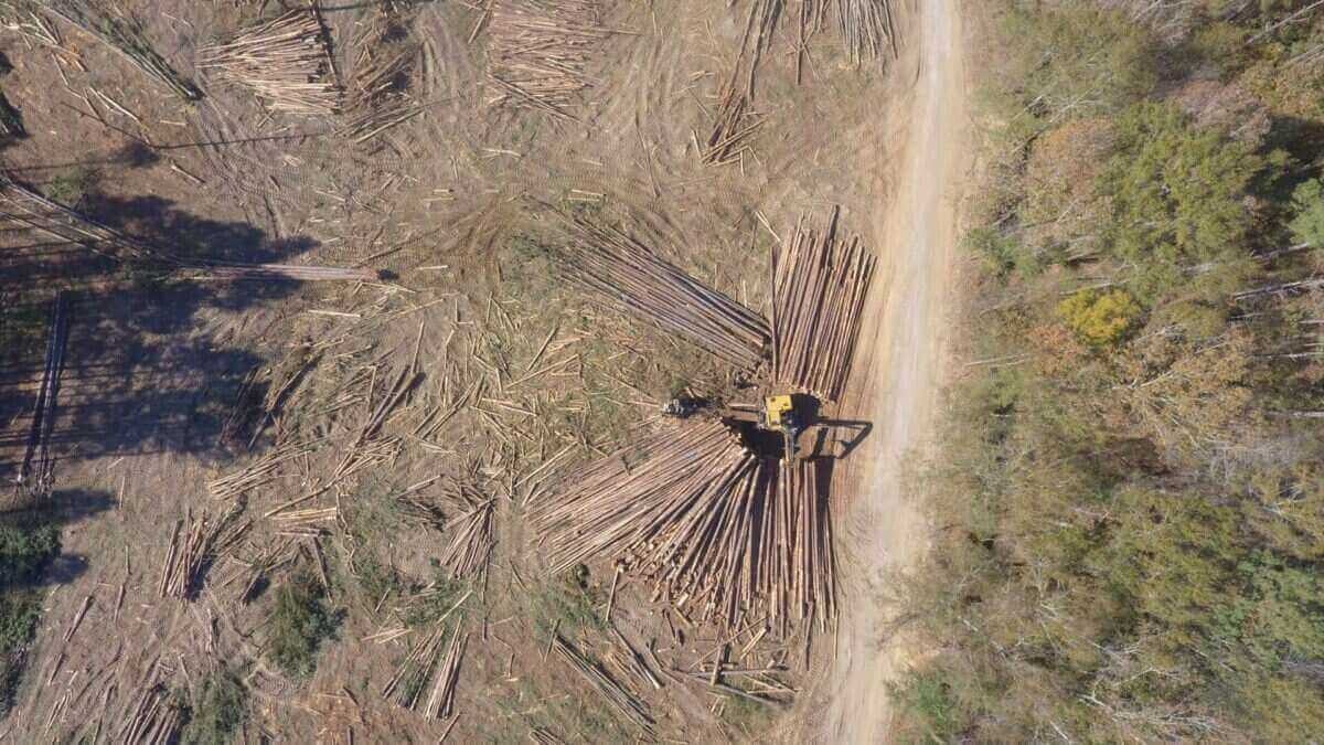 Forestry consultants and timber sale representation in Lauderdale County, MS aerial timberland view